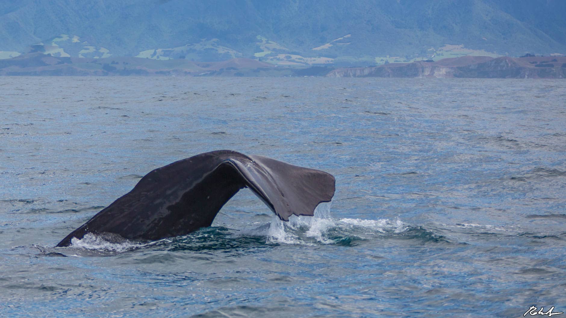 The Best Places in The World To Whale Watch: Kaikoura, New Zealand