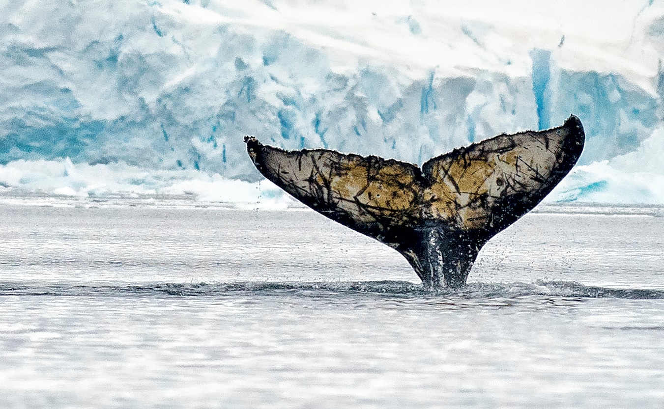 The Best Places In The World To Whale Watch: Antarctic Peninusla