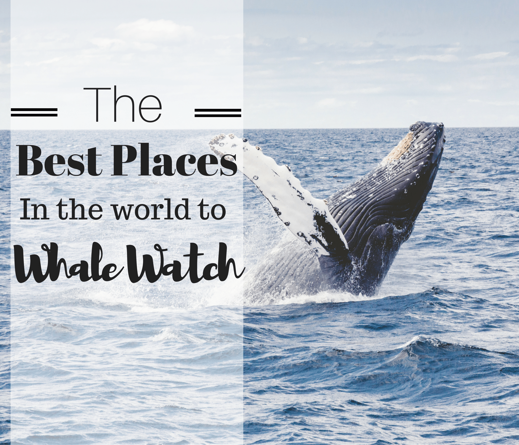 The Best Places In The World To Whale Watch