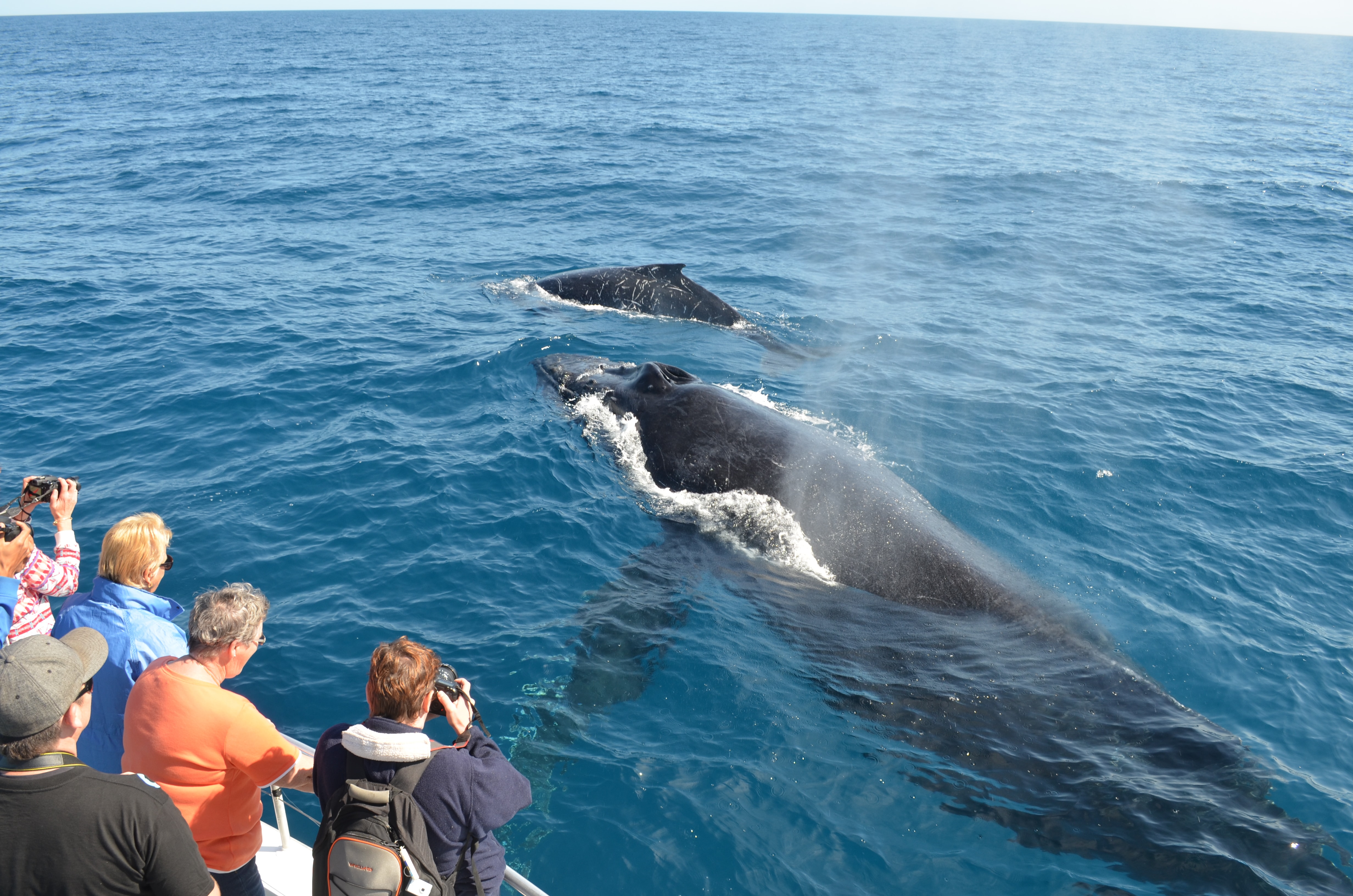 The Best Places In The World To Whale Watch: Australia