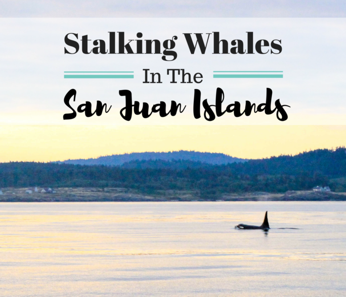 Stalking Whales In The San Juan Islands