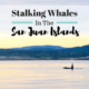 Stalking Whales In The San Juan Islands
