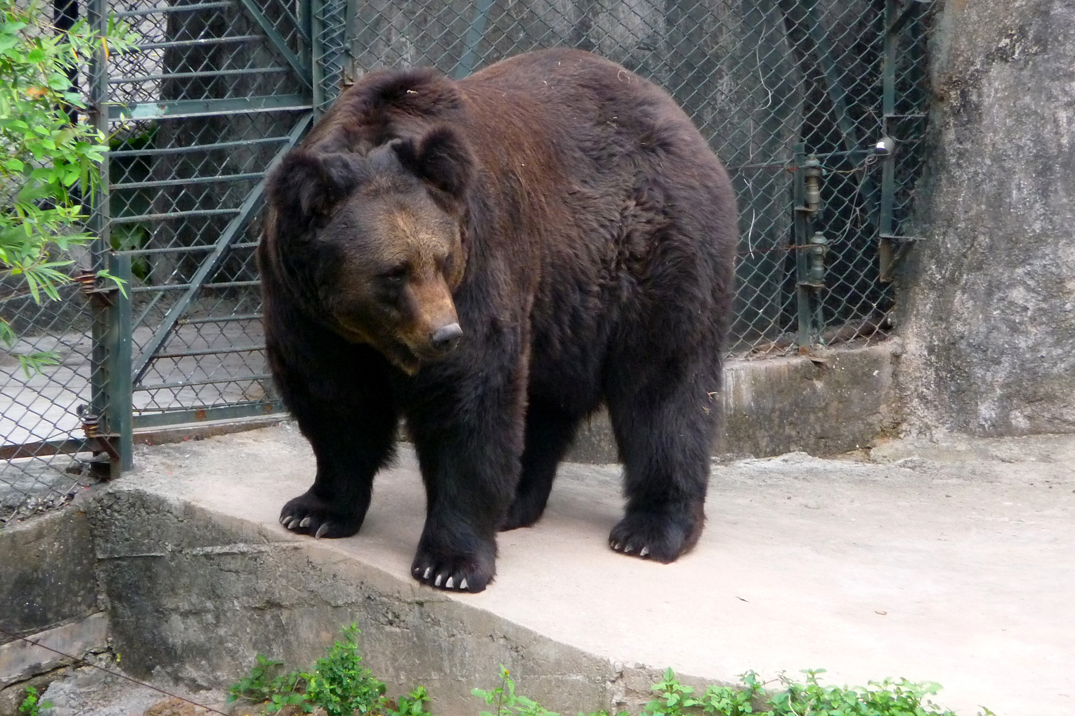 Bear Parks - The worlds cruelest tourist attractions
