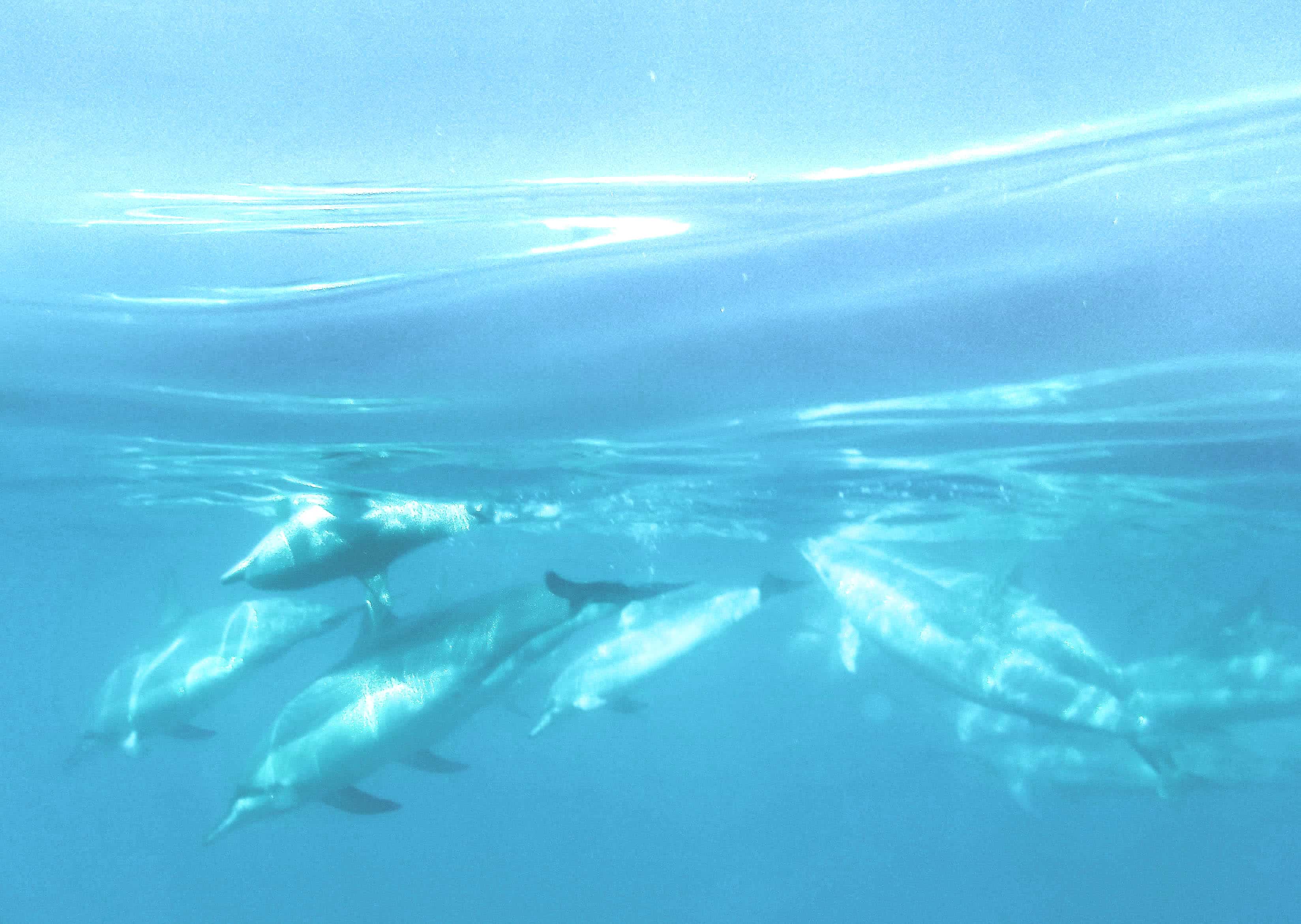 How to Swim with Dolphins on the Big Island of Hawaii