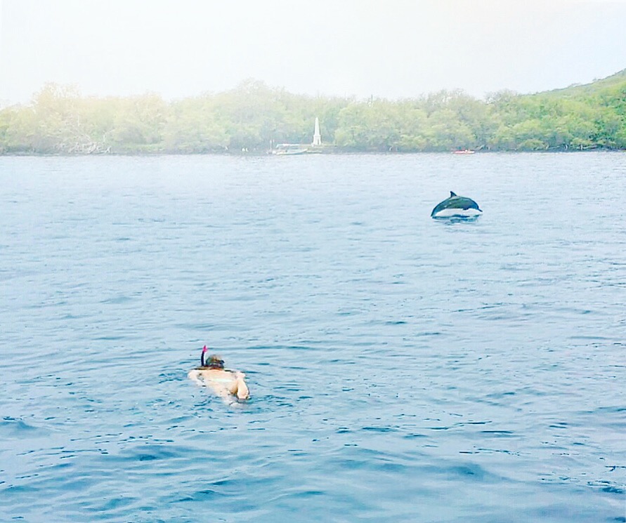 How To Swim with Dolphins in Hawaii