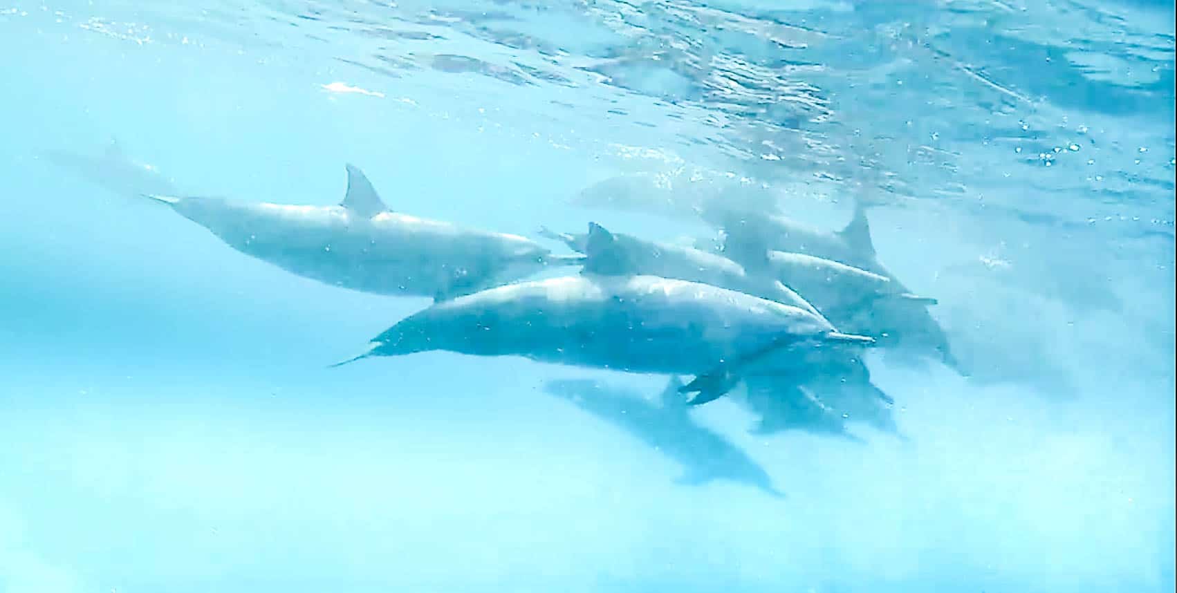 Swimming with Dolphins on Hawaii's Big Island