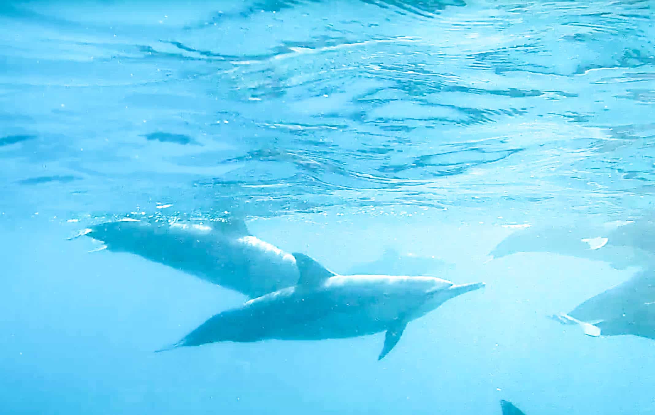 How to Swim with Dolphins on the Big Island of Hawaii